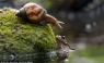 Un caracol transporta a un perezoso compañero sobre su concha [FOTOS]