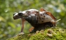 Un caracol transporta a un perezoso compañero sobre su concha [FOTOS]