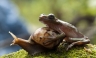 Un caracol transporta a un perezoso compañero sobre su concha [FOTOS]