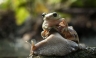 Un caracol transporta a un perezoso compañero sobre su concha [FOTOS]