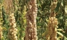 La producción de quinua en el sur de Bolivia. Del éxito económico al desastre ambiental