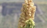 La producción de quinua en el sur de Bolivia. Del éxito económico al desastre ambiental