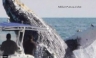Una ballena jorobada es captada cuando voltea una pequeña embarcación [FOTOS]