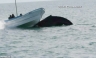 Una ballena jorobada es captada cuando voltea una pequeña embarcación [FOTOS]