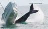 Una ballena jorobada es captada cuando voltea una pequeña embarcación [FOTOS]