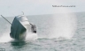 Una ballena jorobada es captada cuando voltea una pequeña embarcación [FOTOS]