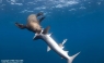 Lobo Marino es captado mientras cazaba tiburones [FOTOS]