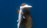 Lobo Marino es captado mientras cazaba tiburones [FOTOS]