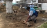 Comuna de Barranco sanciona Empresa Constructora por dañar árboles con más de 90 años de Antiguedad