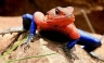 [FOTOS] Lagarto 'Spiderman' fue captado por fotógrafo brasilero
