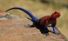 [FOTOS] Lagarto 'Spiderman' fue captado por fotógrafo brasilero