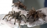 Chile: Hombre tiene una granja con 5000 arañas [FOTOS]