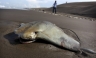 México: 300 mantarrayas aparecieron varadas en una playa en Veracruz [FOTOS]