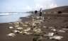 México: 300 mantarrayas aparecieron varadas en una playa en Veracruz [FOTOS]