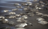 México: 300 mantarrayas aparecieron varadas en una playa en Veracruz [FOTOS]