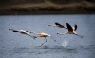 Conoce las especies que habitan en la Bahía de Paracas