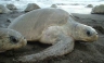 Conoce las especies que habitan en la Bahía de Paracas