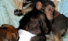 [FOTOS] Chimpancé bebé fue adoptado por una perra