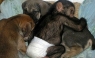 [FOTOS] Chimpancé bebé fue adoptado por una perra