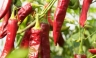 Exportación de paprika crece en Barranca