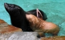 [FOTOS] Presentan a la primera foca albina en un zoológico de Alemania