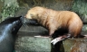 [FOTOS] Presentan a la primera foca albina en un zoológico de Alemania