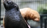 [FOTOS] Presentan a la primera foca albina en un zoológico de Alemania
