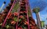 Árboles solares gigantes se inaugurarán en Singapur