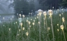Bruce Munro presenta su jardín de flores LED