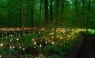 Bruce Munro presenta su jardín de flores LED
