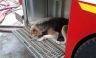 [FOTOS] Chile: Perrita salvó a sus cachorros de un incendio