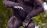 [FOTOS] El gorila bailarín que sorprende al mundo