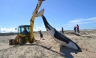 En Uruguay encuentran a una Orca muerta [FOTOS]