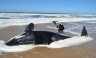 En Uruguay encuentran a una Orca muerta [FOTOS]