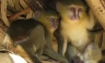 Conozca la nueva especie de mono descubierta en el Congo [FOTOS]