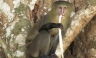 Conozca la nueva especie de mono descubierta en el Congo [FOTOS]