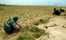 Nuevas áreas verdes para la Costa Verde en San Miguel