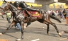 PASCO: Aumenta indignación por maltrato a caballo