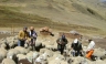 (Huancavelica) 823 mil cabezas de ganado reciben atención sanitaria: Hoy desarrollan feria de orientación vocacional