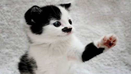 No adoptaban a un gato por su parecido con Hitler