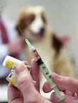 Jornada de vacunación canina continúa mañana