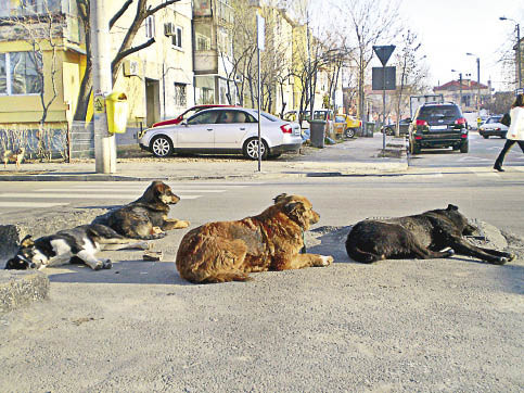 Ucrania: Mataron a miles de perros y gatos antes del inicio de la Eurocopa