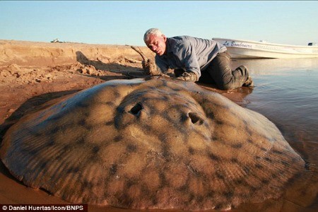 Conoce al pez de agua dulce más grande en Argentina (Video)