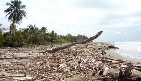Narcotráfico causa cientos de bosques deforestados