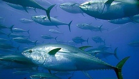 El cambio climático ocasiona la disminución de las capturas de atún en Davao