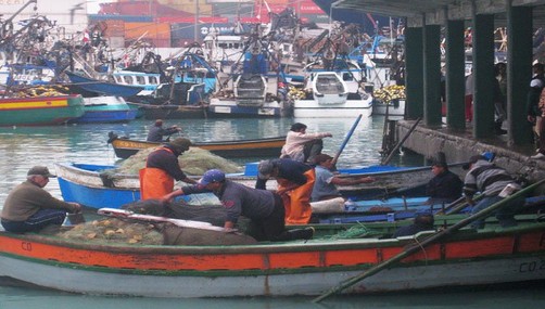 Consejo Regional de Pesca de Áncash podría ser reactivado