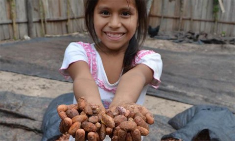 Decretan el 1 de octubre como el día del cacao en el Perú