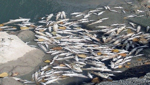 Noruega: Hallan 20 toneladas de peces muertos en una playa