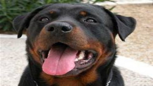 Perro policía Lay Fun pasó al retiro