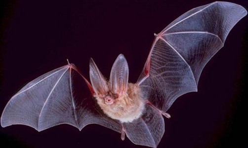 Ecuador: Rebrote de rabia por mordeduras de murciélagos